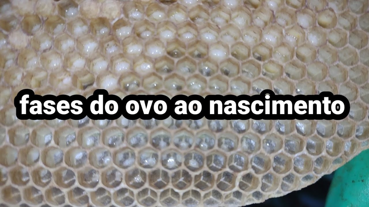 período de uma abelha do ovo ao nascimento com 21 dias