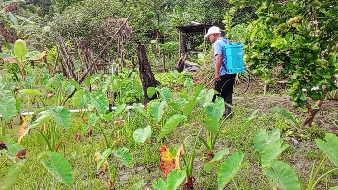 MANCHIT RUMPUT BA KAWASAN KELADI SAYUR.