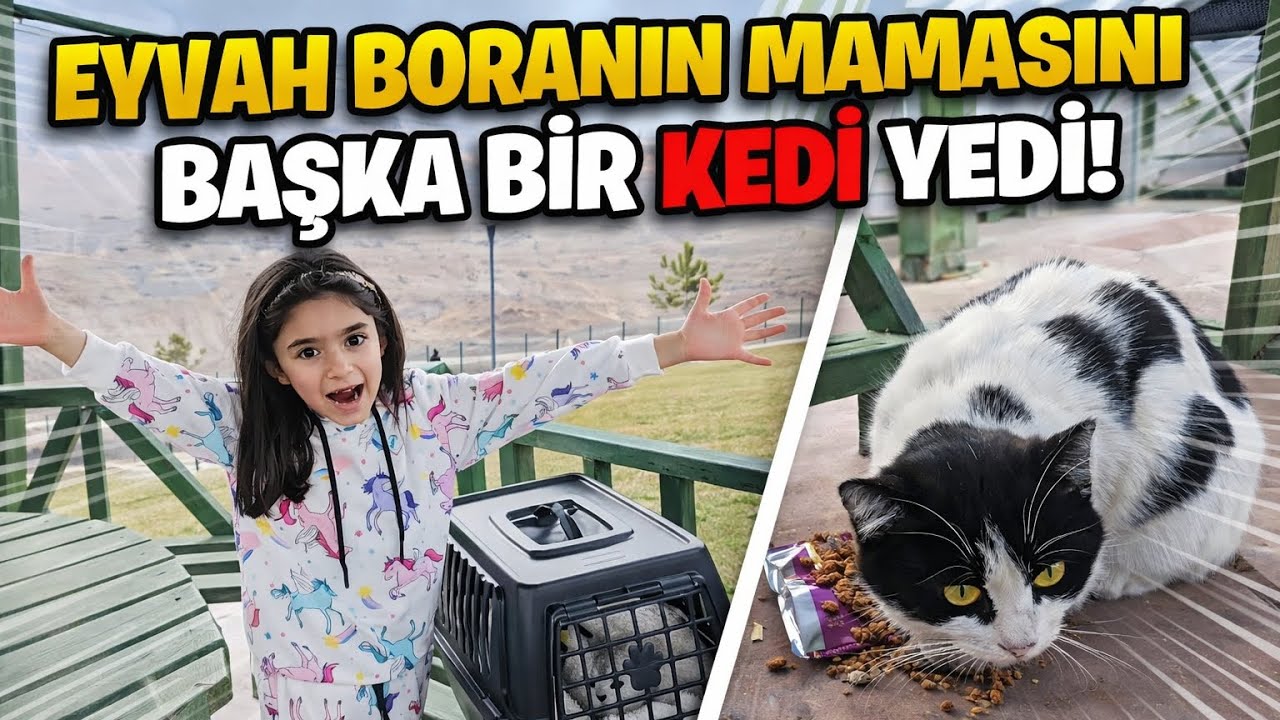 EYVAH BORANIN MAMASI NI BAŞKA BİR KEDİ YEDİ!!BORA ÇILDIRDI!@elifsinemtv @RukiyeÇetinkaya 