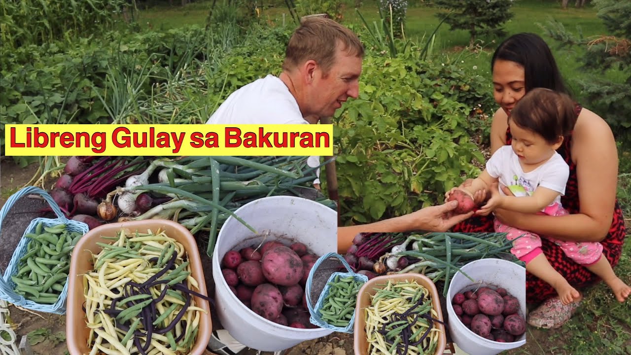 LIBRENG GULAY SA BAKURAN ||FROM GARDEN TO TABLE || DARYL AND LIZ