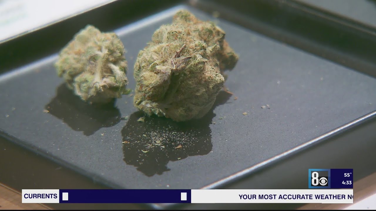 New community college cannabis courses aim to help &lsquo;diversify&rsquo; the local industry