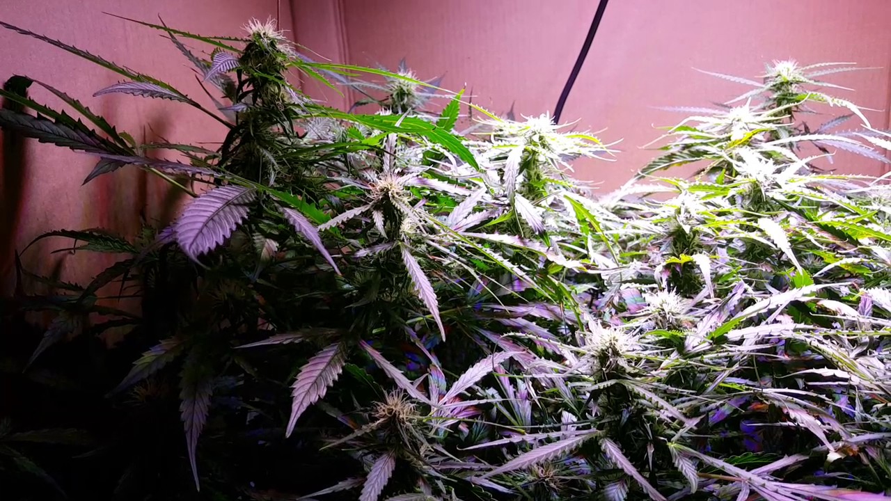 Day 58 auto ultimate cardboard box grow perfect sun mini