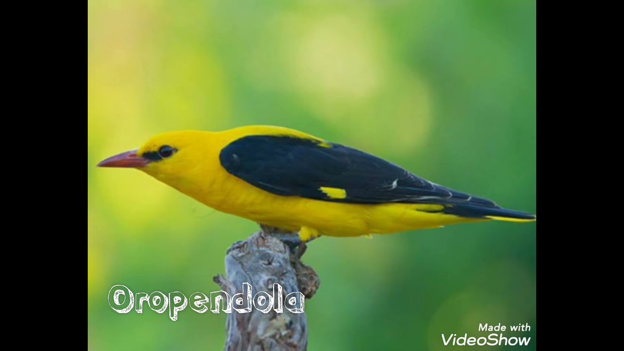 EL MEJOR RECLAMO, OROPENDOLA (Oriolus Oriolus) El Mejor Para Llamar. HD#reclamo#aves#vidasalvaje