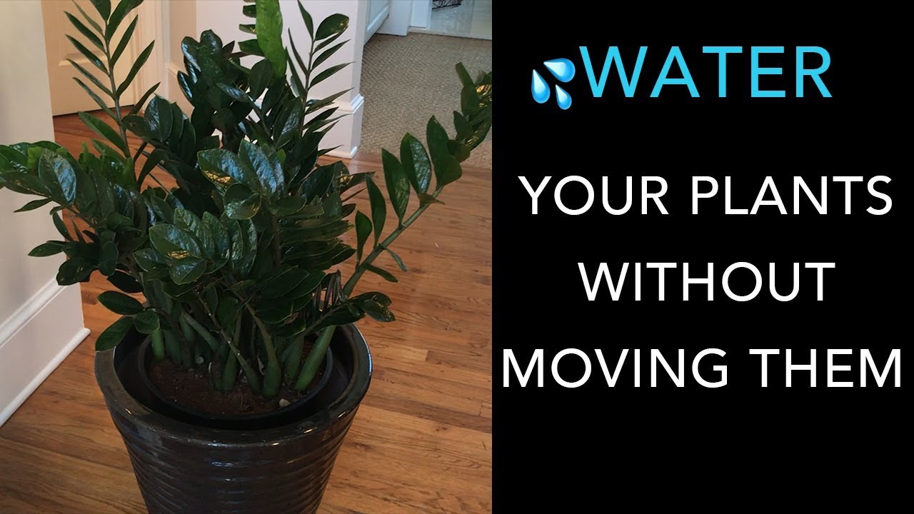 Easy way to water LARGE houseplants | with or w/o drainage holes