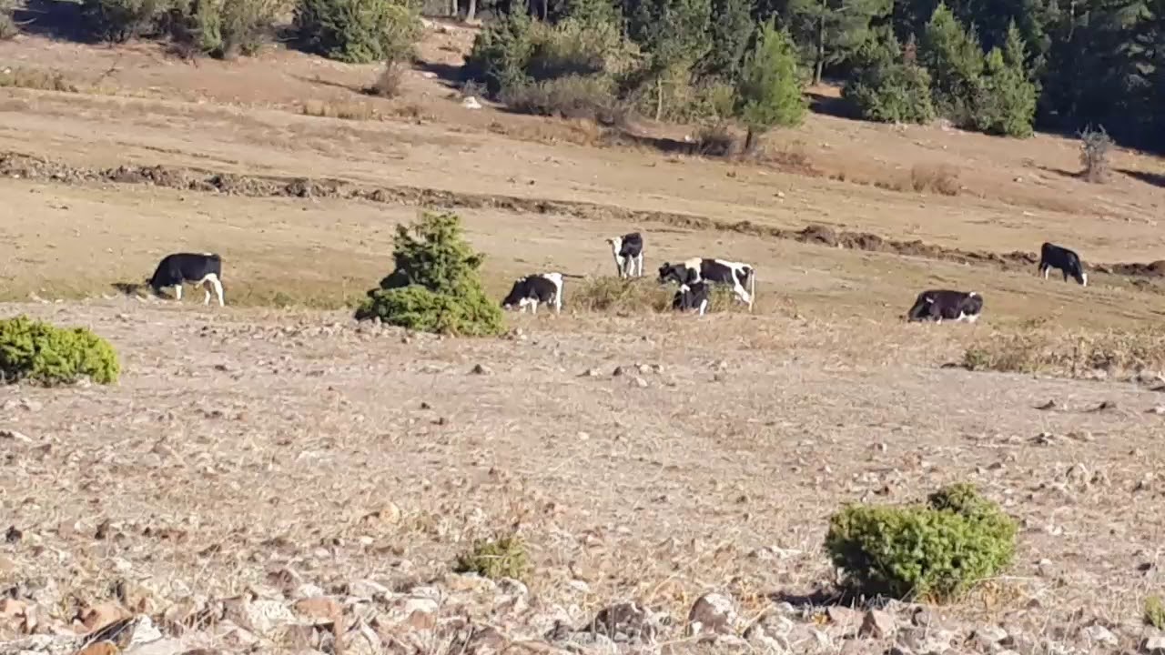 Kaledibi Köyü 2019 🇹🇷 #kaledibi #türkoğlu #kahramanmaraş