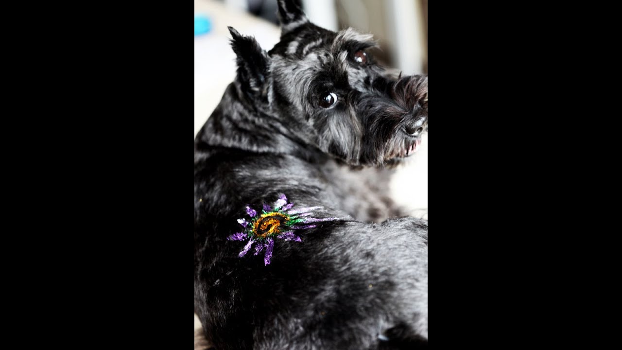 How to Use OPAWZ Glitter Gel to Create A Sparking Sun Creative Grooming Design