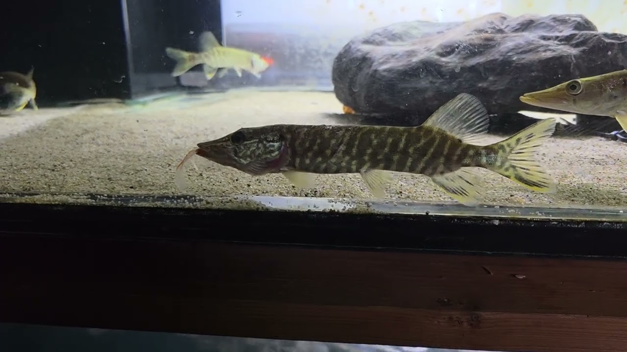 Snoek Dutch Gar Hecht Nederlandse Snoek Tropisch aquarium 