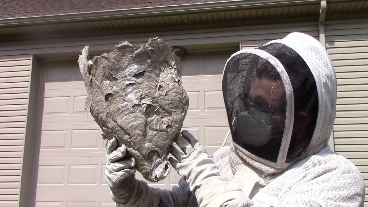 Massive hornets nest removed from garage