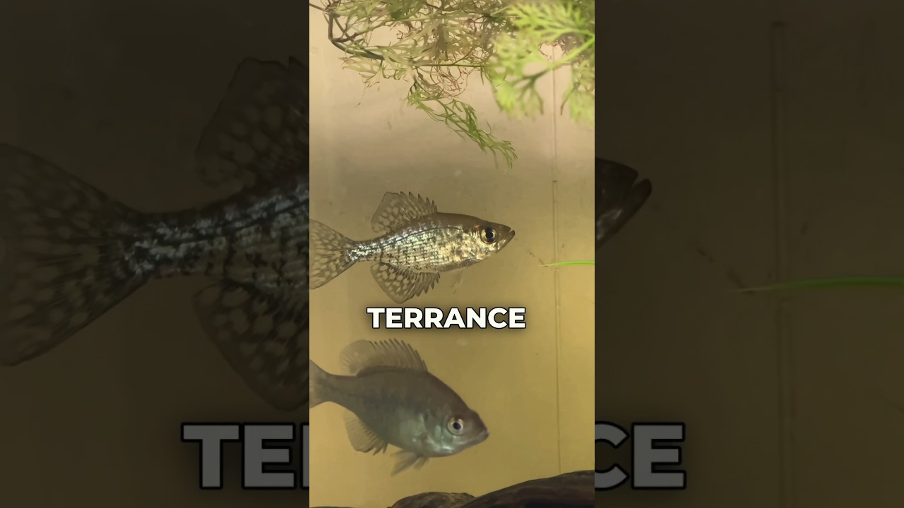 Meet Terrance and Moby: My Unusual Pet Fish #fishing #outdoors