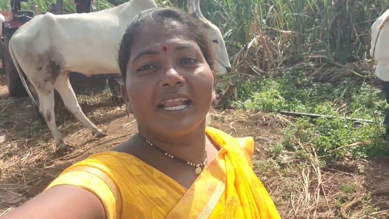 पहीले चार आन आता नवीन दोन बैल सगळे मीळून सहा झाले चागले आहेत का #vlog #hajaremanisha 