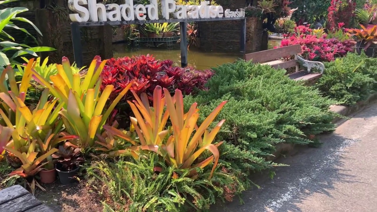 The Most Beautiful Bromeliad Garden in Chiangmai Thailand