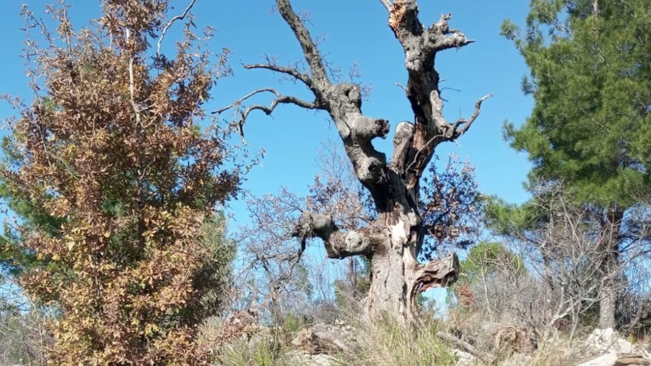 Muğla Menteşe Yeniköy de satılık arsa Koku vadisine 1kmMuğla merkeze 25kmAkbük koyuna 26km