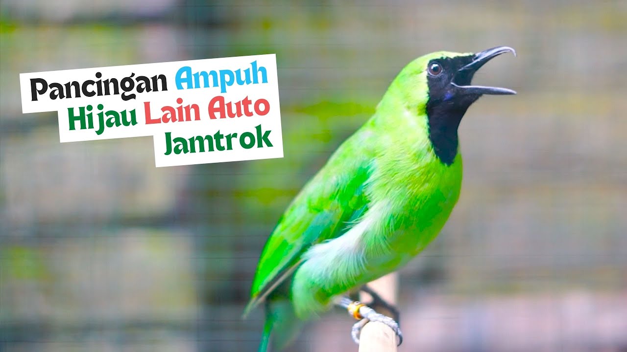 Cucak Ijo Gacor Cepat Untuk Memancing Ijo Yang Telat Panas Agar Mau Jamtrok dan Emosi Bongkar Isian