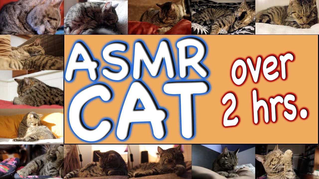 ASMR Cat - Super Compilation - 150 min.