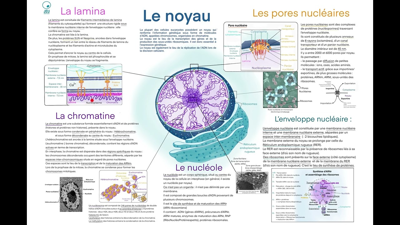 Cyto-Logic: le noyau