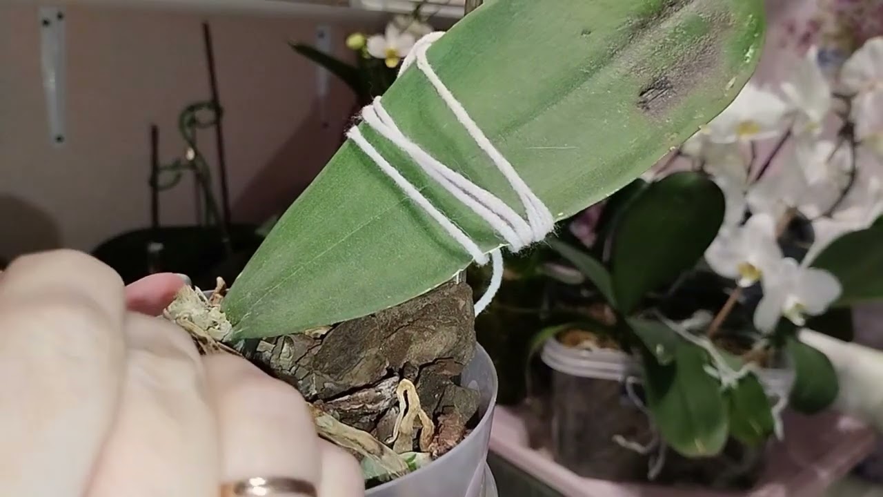Юрик... Возвращение блудной орхидеи 🌸🌏