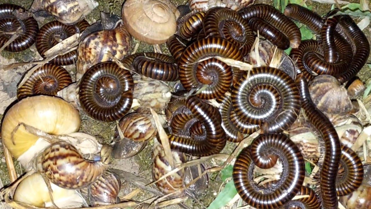 At night I hun snails and millipedes in the grass#millipedes#snails#insect#