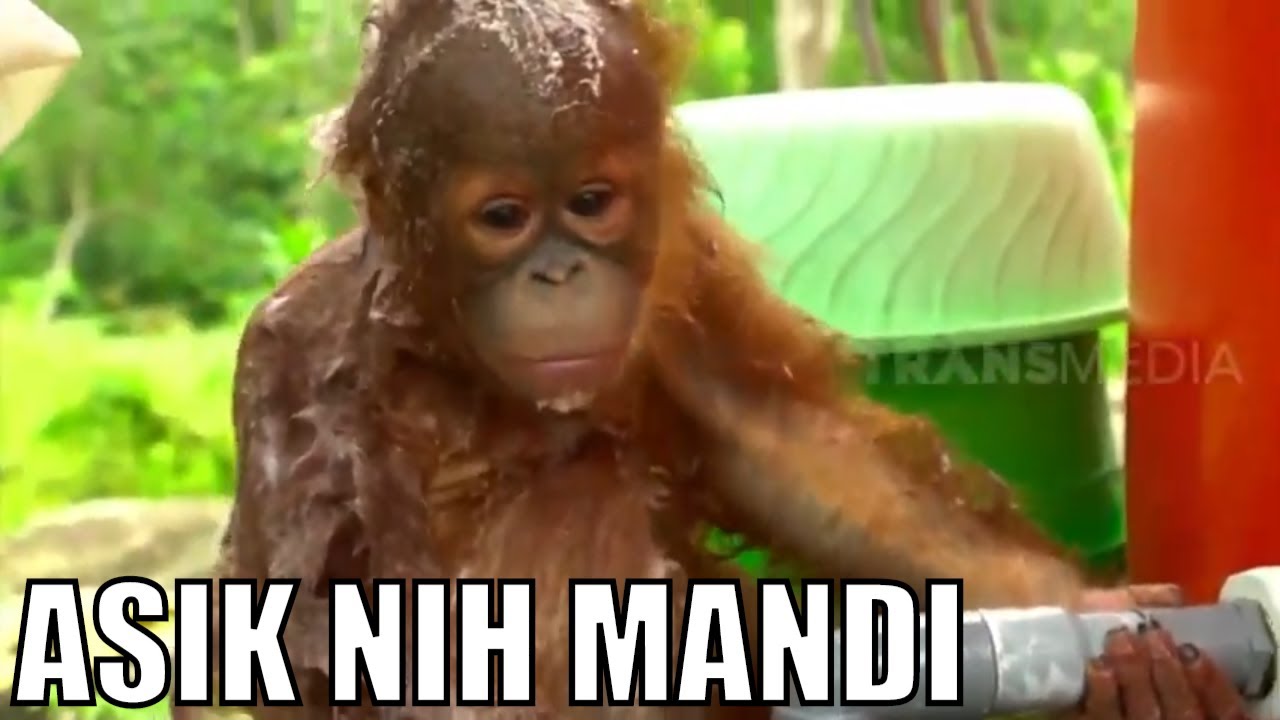 Kelakuan Lucu Baby Orang Utan Bikin Gemes | SI OTAN (22/10/20)