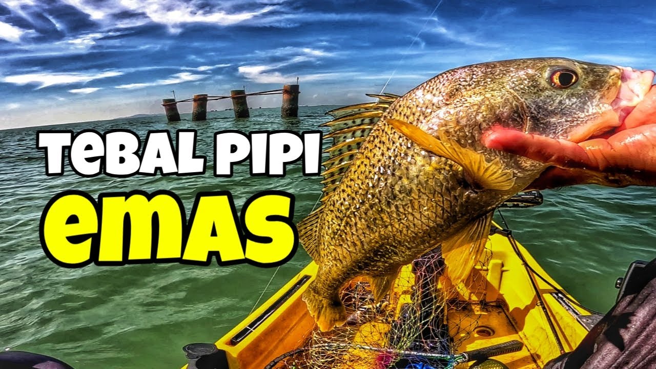 BERGASAK Jig 20gm Semua Ikan Golden-golden - Kayak Fishing Melaka