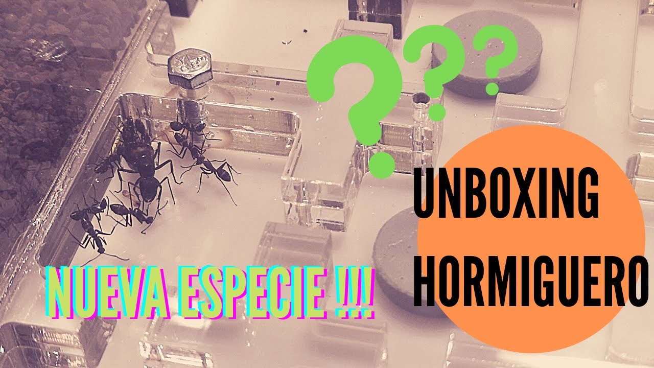 Unboxing Hormiguero. Nueva especie en el canal!!!!