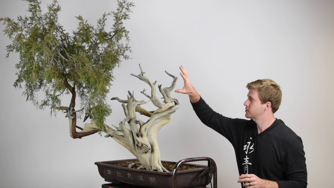 Creating a Juniper Bonsai from Yamadori material