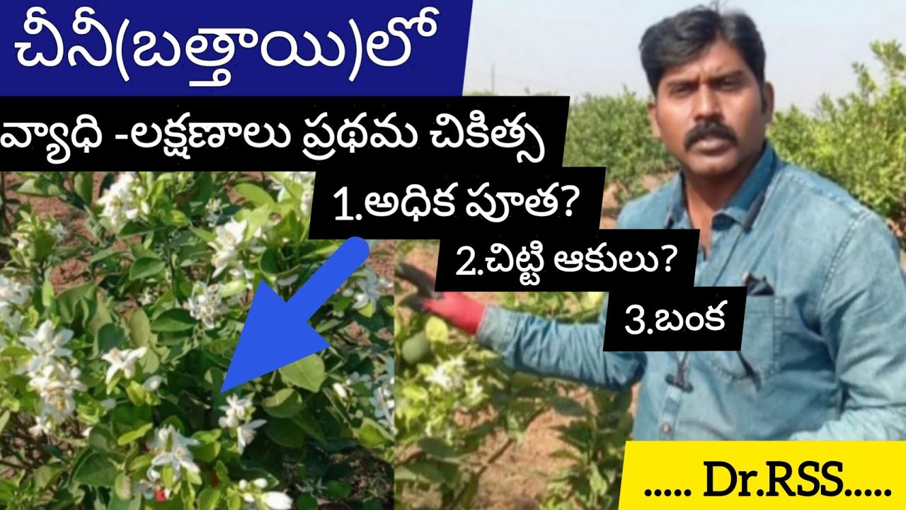 చీనీ(బత్తాయి)లో- వ్యాధి లక్షణాలు- ప్రధమ చికిత్స/అధిక పూత/చిట్టి ఆకులు/బంక.by dr rss.