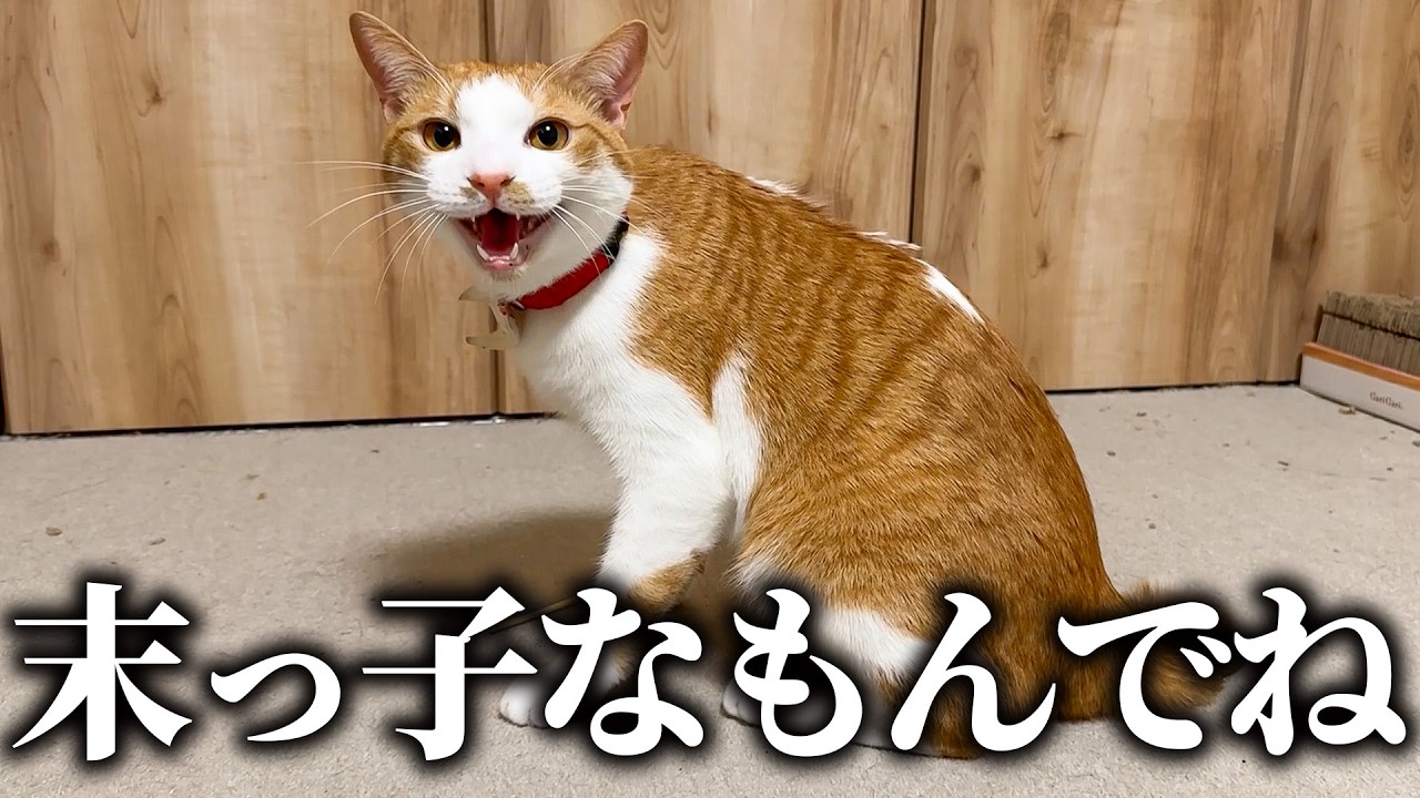 チップが子猫のように甘えてくるのでとりあえず甘やかしておくことにした。