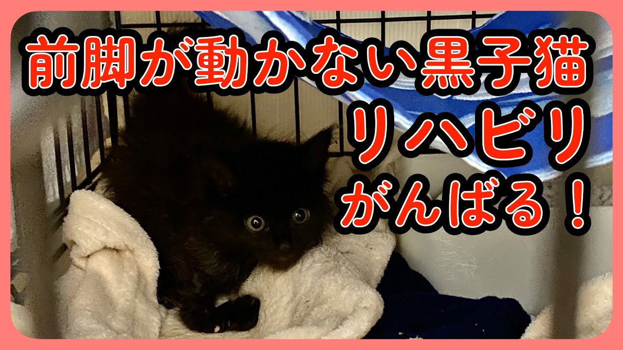 【回復の記録】前足が動かなかった子猫　元気に遊べるようになるまで　#保護猫