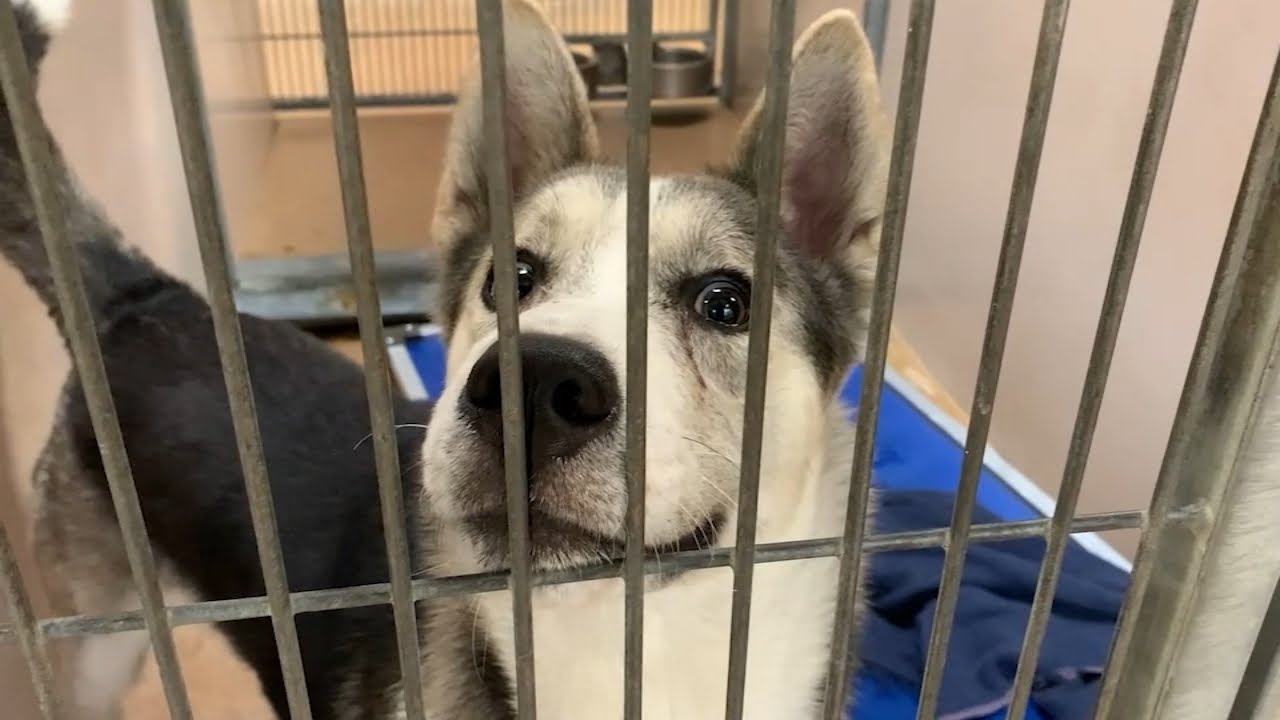 This Bay Area animal shelter has over 900 pets in urgent need for adoptions or fosters