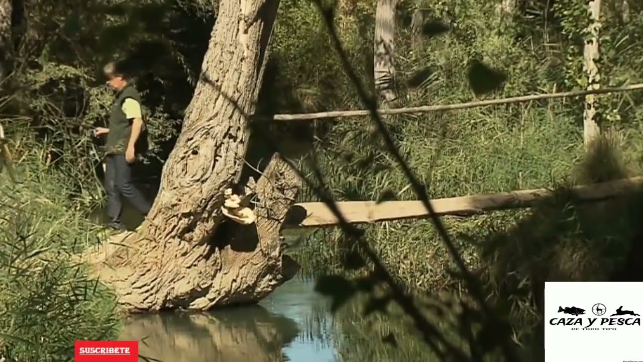 Pesca de Truchas  . Pesca de truchas con cucharilla. Pesca de truchas en Río