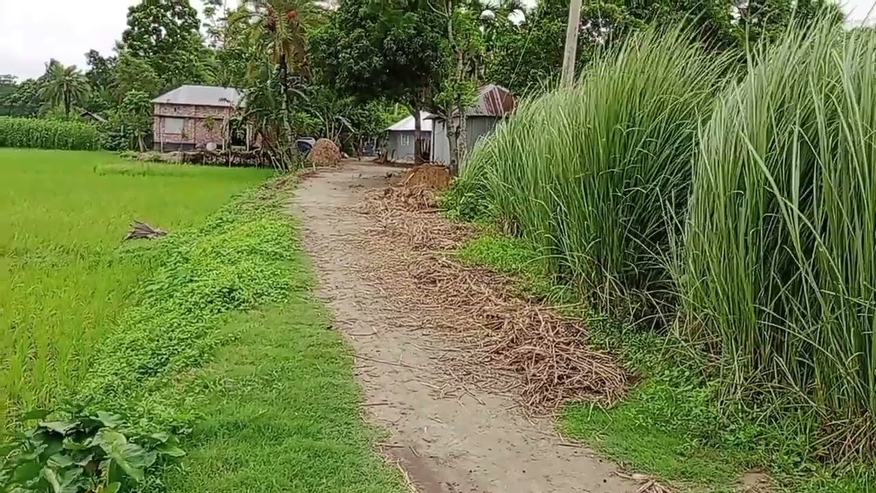 Khaskhamar kalvat,,, #short #shortvideo #nature #foryou. 