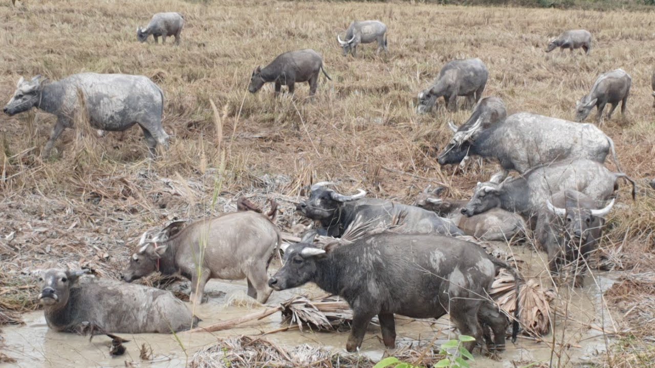 Many buffaloes are eating grass.🐃🐃🐃🦬🦬🦬