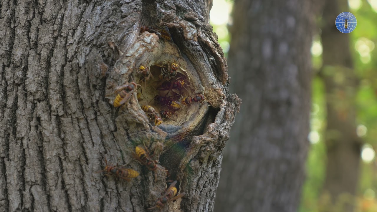 APIMONDIA and the importance of bees' pollination services (English)