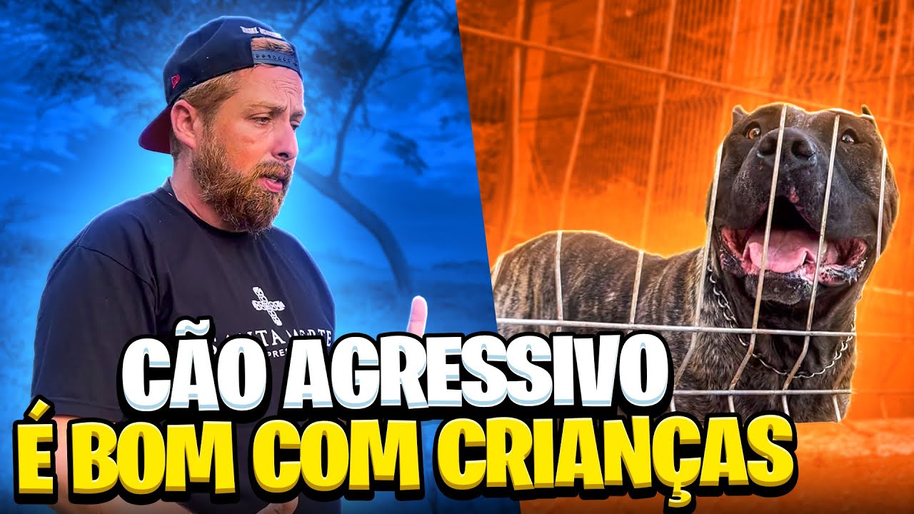 O DIA A DIA COM CÃES AGRESSIVOS