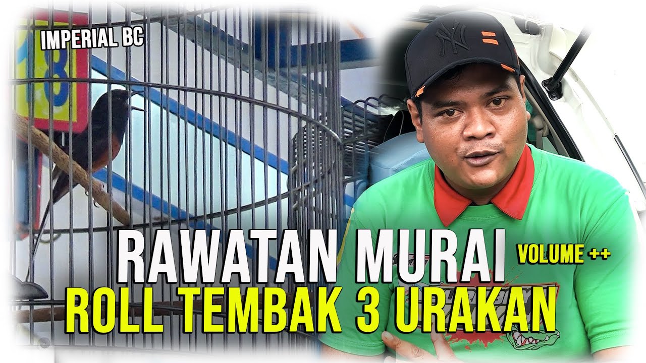 SETING BIRAHI MURAI ROLL TEMBAK VOLUME KERAS NYULAM BULU EKOR