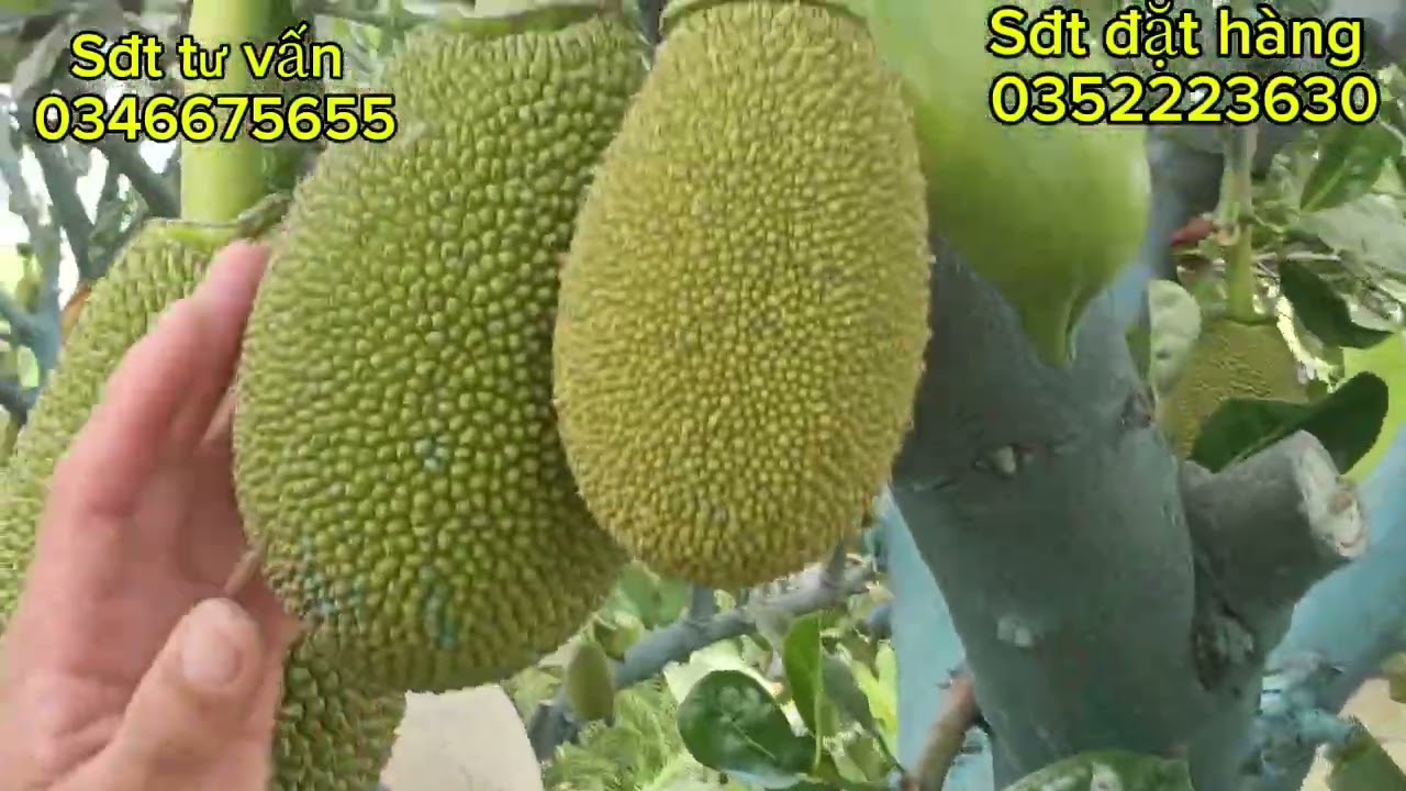 Chia sẻ cách xịt phân hữu cơ kích bông lớn trái bán tháng 2.3 nha cả nhà 
