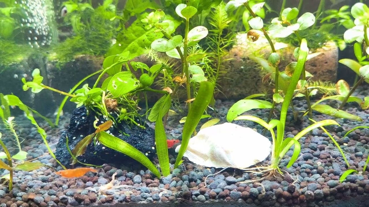 Best Aquarium Filter / Crystal Clear Aquarium Water in Breeding Shrimp Tank 