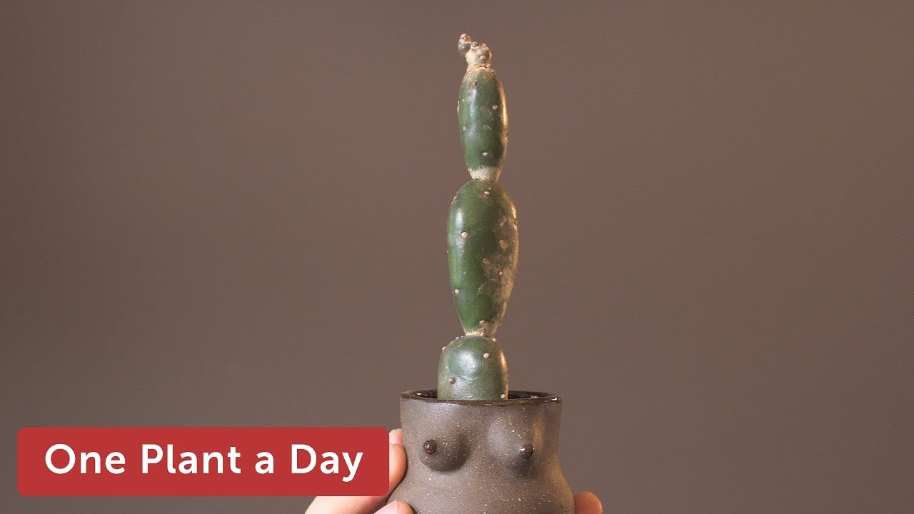 Opuntia elata Houseplant Care — 205 of 365