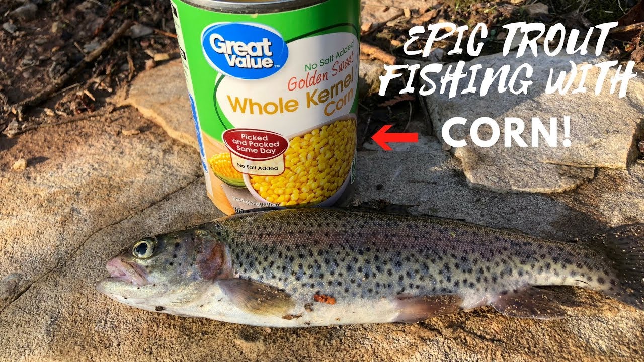 Trout Fishing With CORN!