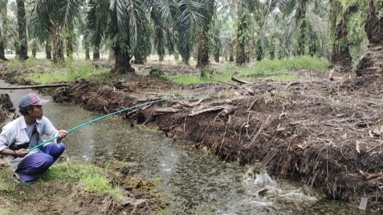 EDAN‼️sebanyak ini ikan betok tidak ada yang mancingi‼️#mancingliar 
