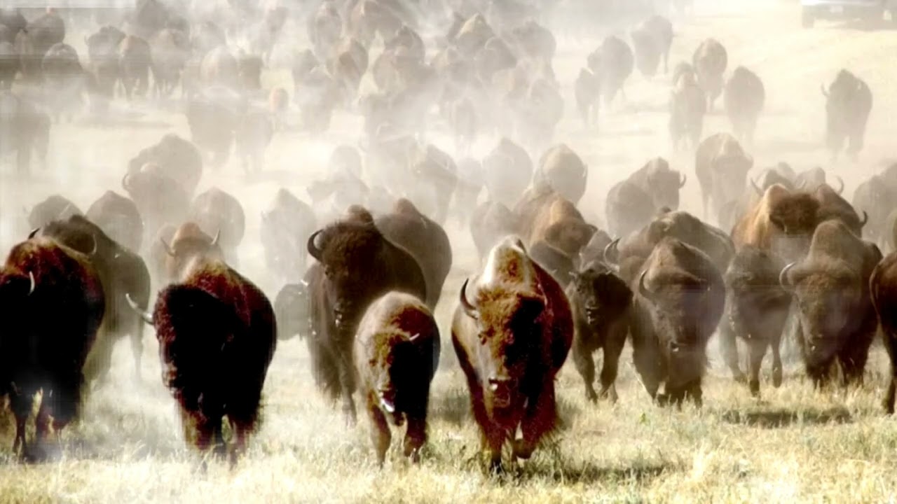 асмр звук бегущих животных