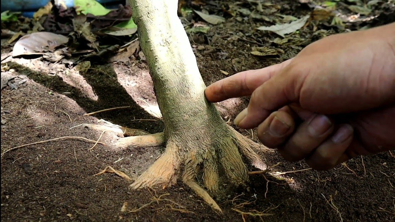 SIAPA SANGKA STEKAN AKARNYA BISA SEPERTI INI😱😱 (SANCANG/PREMNA MICROPHYLLA)