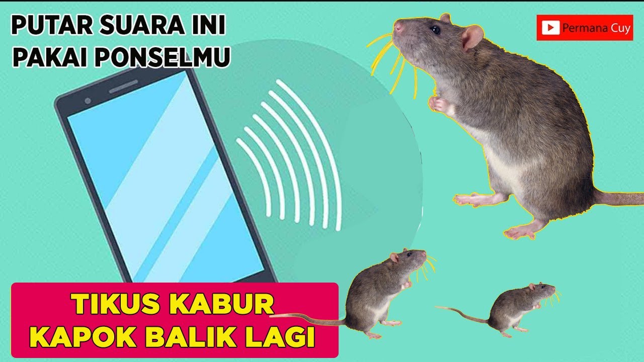 Terbukti !!! 100% Suara Pengusir Tikus Paling Ampuh