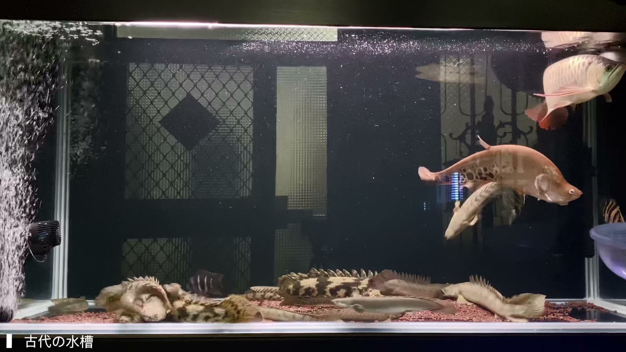 古代水槽｜血紅龍｜恐龍魚｜古代魚｜大型魚｜淡水魚｜餵食泥鰍