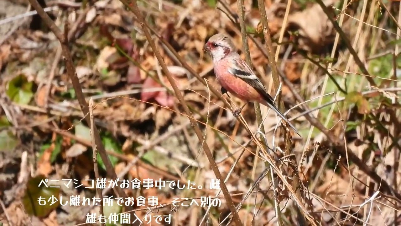 ベニマシコ  雄 雌がお食事中お邪魔しました。