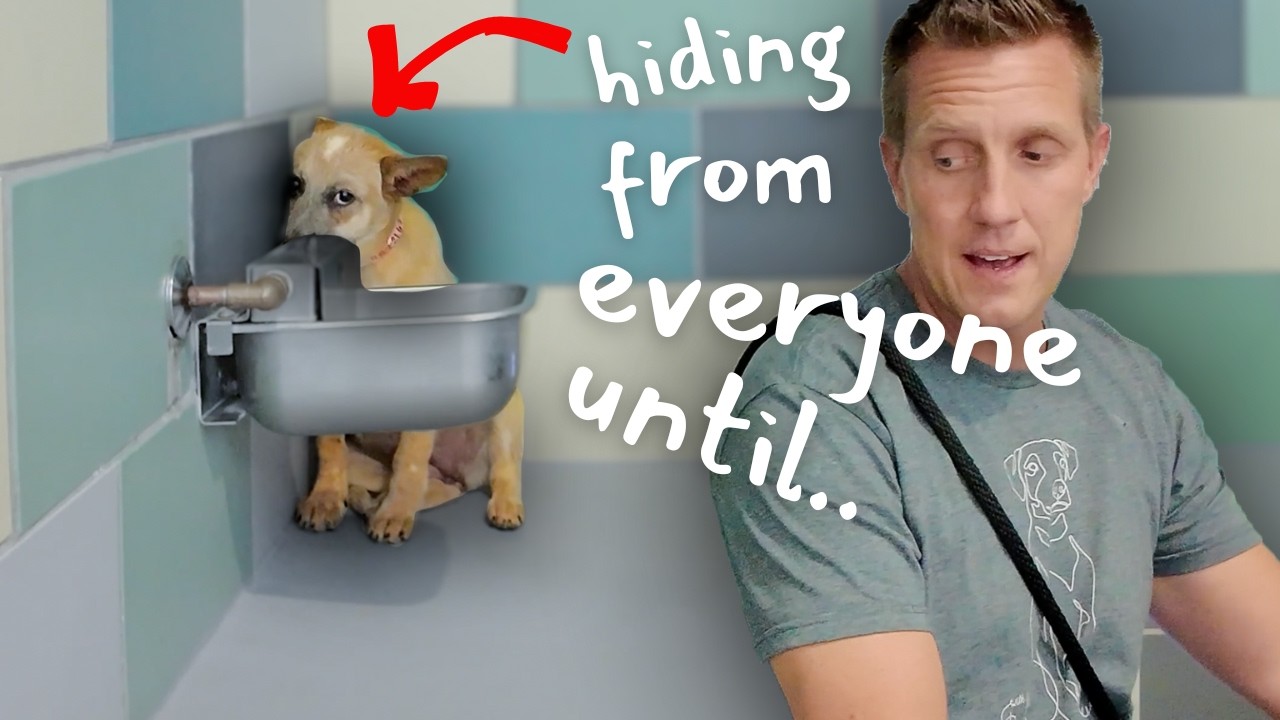 Watch the Moment Scared Puppy Comes Out of Hiding 🥹