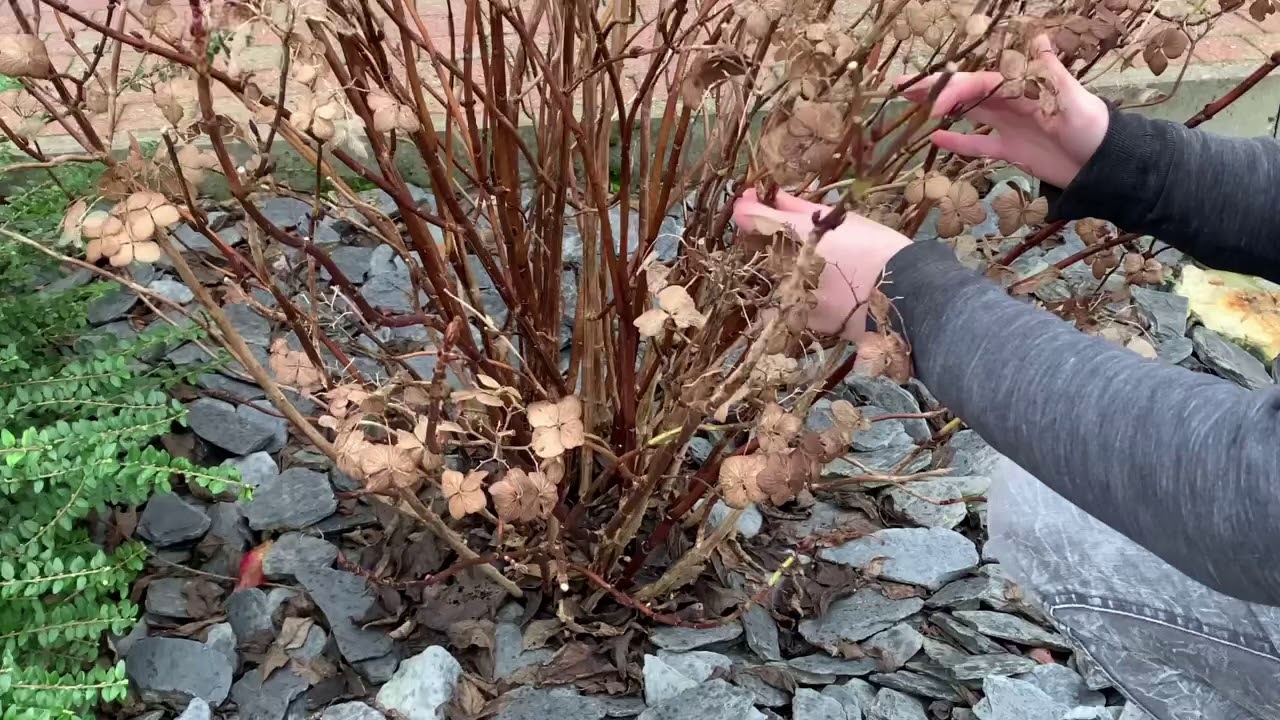 Comment tailler un hortensia