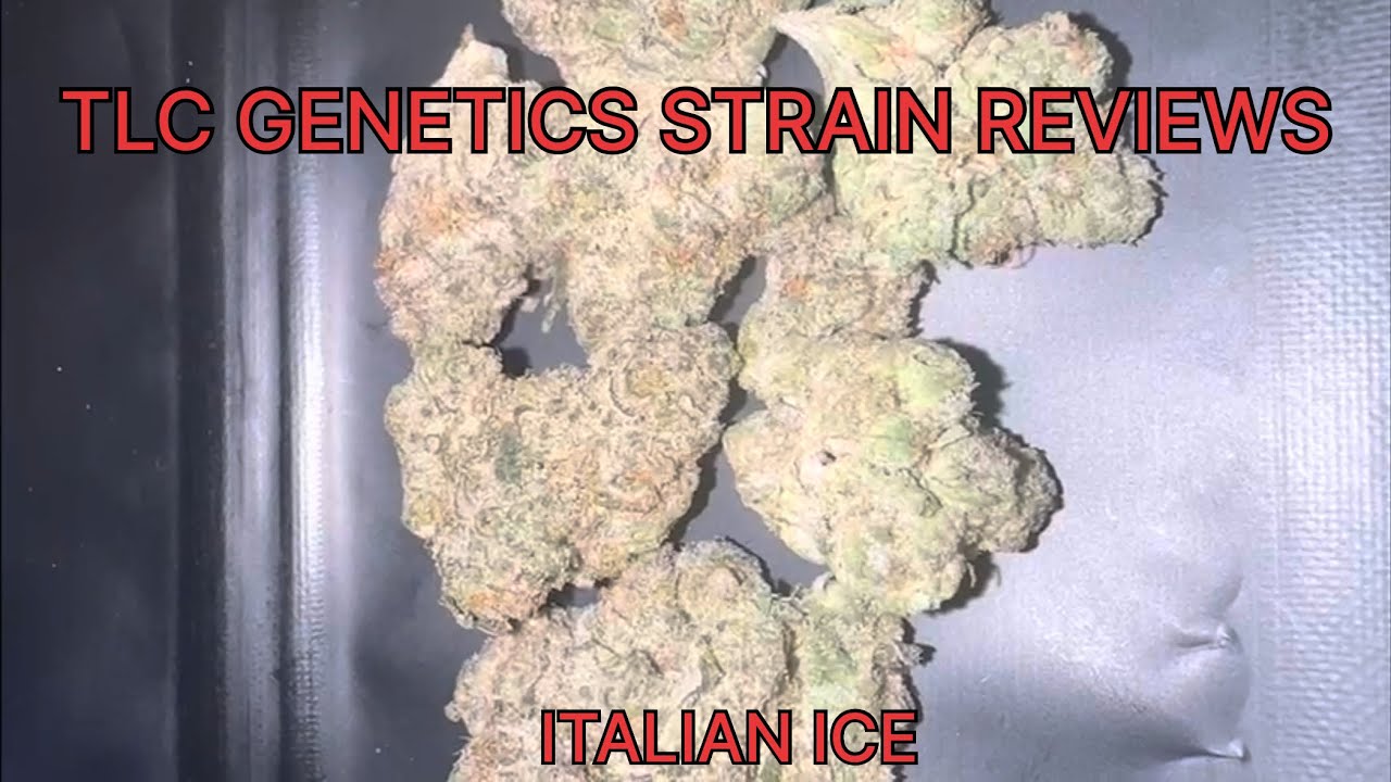 Italian Ice Cannabis Flower (Strain Review): The TLC Genetic Show 