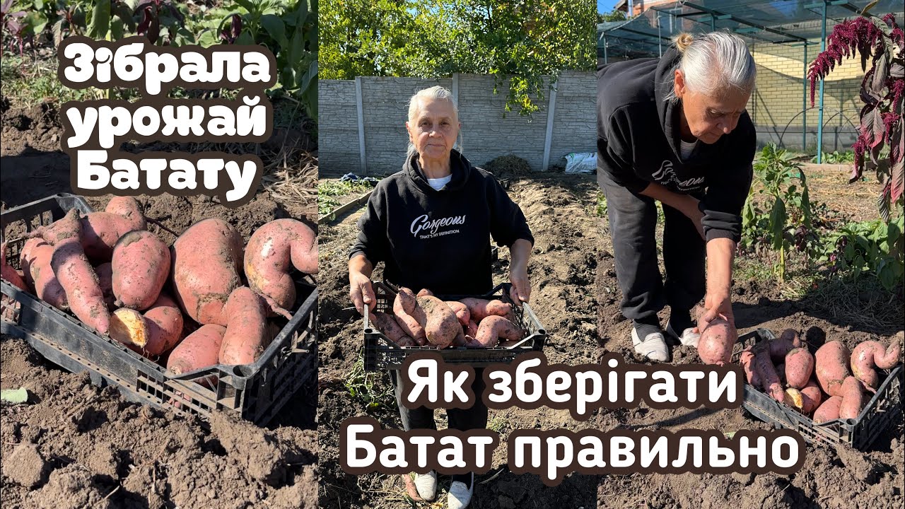 МЕТОДИ ЗБЕРІГАННЯ БАТАТУ | УРОЖАЙ БАТАТУ 