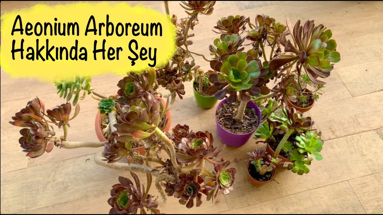 Aeonium Arboreum Bakımı Çoğaltması ve Önemli Bilgiler